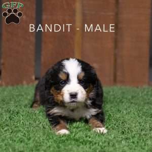 Bandit, Bernese Mountain Dog Puppy